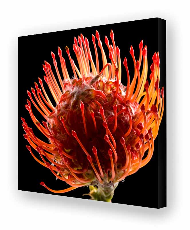 Schallschluckbild Protea Duo02 110 x 110 x 10 cm Akustikbild / Bassabsorber "Protea Duo02"