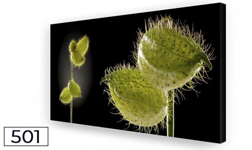 Akustikbild / Absorber "Seidenblume Big01" Akustikbild / Absorber "Seidenblume Big01"