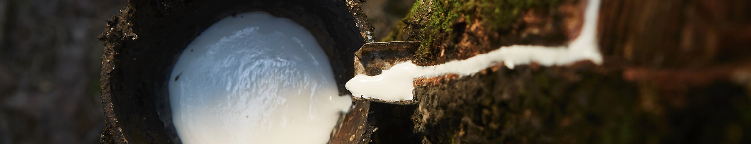 Latexmilch tritt aus der angeritzten Rinde eines Kautschukbaums aus Latexmilch tritt aus der angeritzten Rinde eines Kautschukbaums aus
