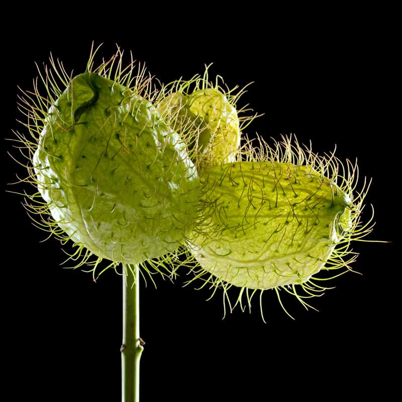Motiv "Seidenblume Trio02" in der Großansicht Akustikbild / Bassabsorber "Seidenblume Trio02"