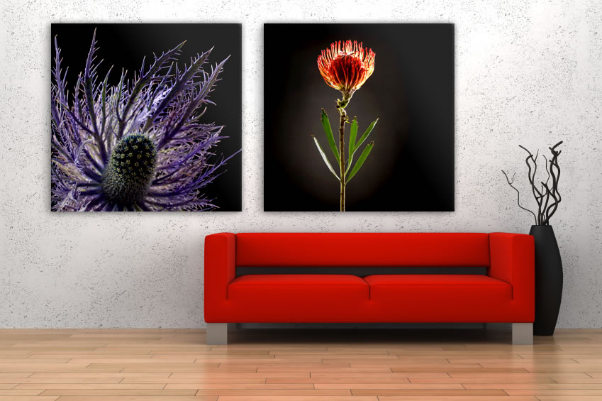 Schallschluckbild Protea Duo01 (mit Distel) Akustikbilder mit Fotokunst