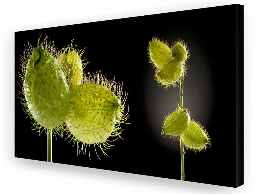 Schallschluckbild Seidenblume Big02 220 x 110 x 10 cm Akustikbild / Absorber "Seidenblume Big02"
