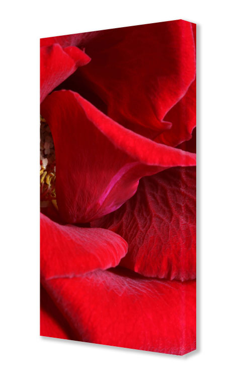 Red Roses No. 01 - limitiertes Kunstwerk für eine gute Raumakustik Akustikbild / Schallbsorber "Red Roses No. 02"