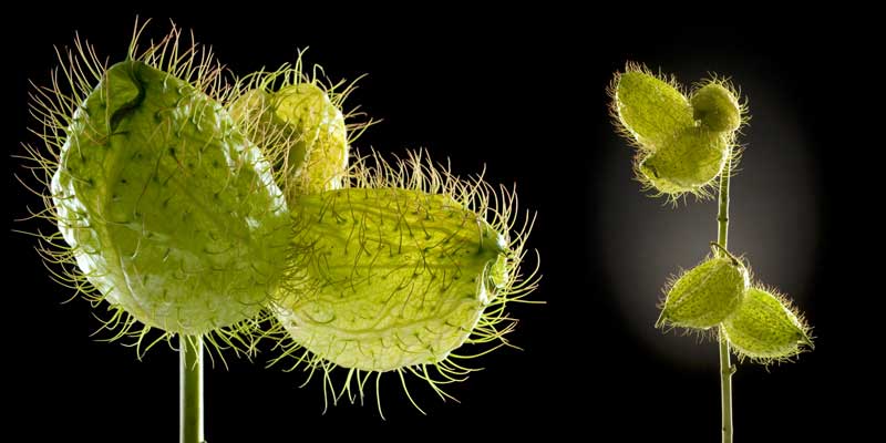 Motiv "seidenblume-big02" in der Großansicht Akustikbild / Absorber "Seidenblume Big02"