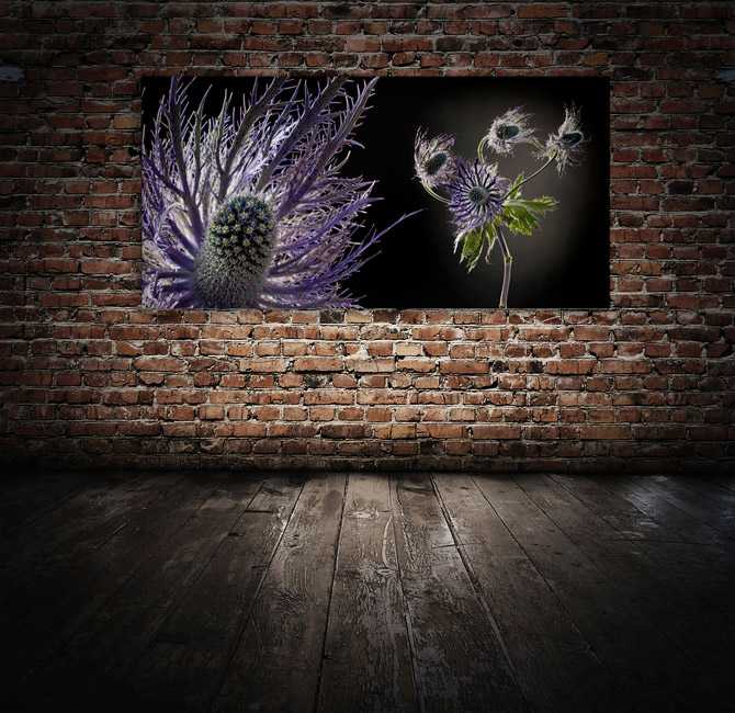 Schallschluckbild Distel Big 220 x 110 x 10 cm Schallschluckbild Distel Big 220 x 110 x 10 cm