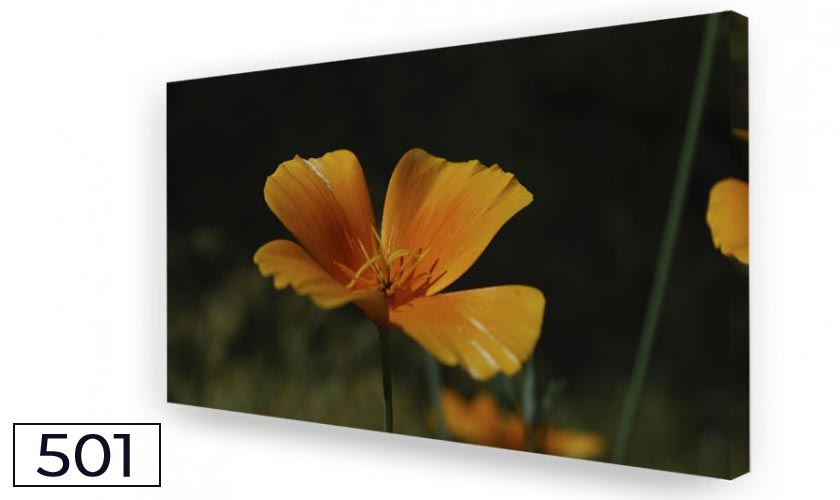 Akustikbild und Bassabsorber Goldmohn Akustikbild und Bassabsorber Goldmohn