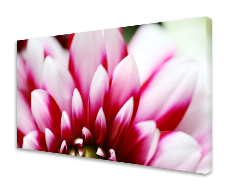 Dahlie No. 05 - limitiertes Kunstwerk für eine gute Raumakustik Akustikbild / Absorber "Moments en rose - Dahlie No. 05"