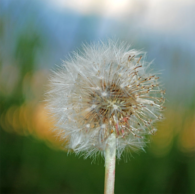 Motiv "Pusteblume 01" in der Großansicht Akustikbild / Bassabsorber "Pusteblume No. 01"