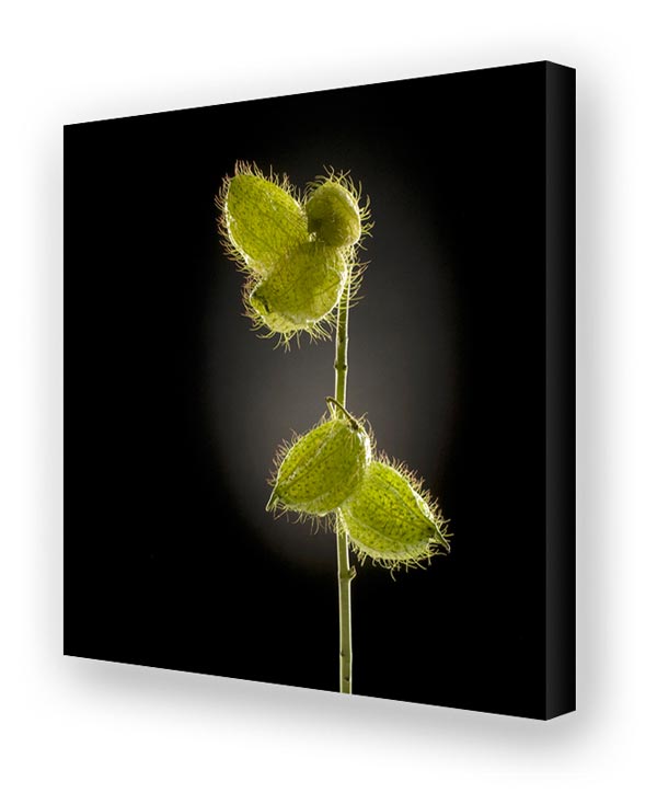 Schallschluckbild Seidenblume Trio03 110 x 110 x 10 cm Akustikbild / Bassabsorber "Seidenblume Trio03"