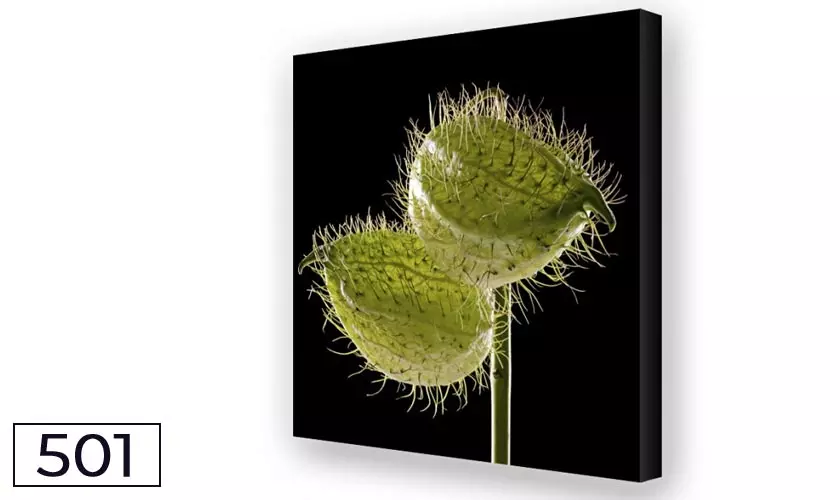 Schallreduktion durch Akustikbilder und Breitbandabsorber Seidenblume Trio 01 Schallreduktion durch Akustikbilder und Breitbandabsorber Seidenblume Trio 01