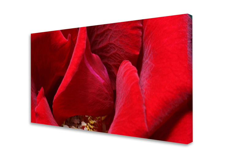 schallSchlucker mit limitiertem Motiv Red Roses 02 Akustikbild / Schallbsorber "Red Roses No. 01"