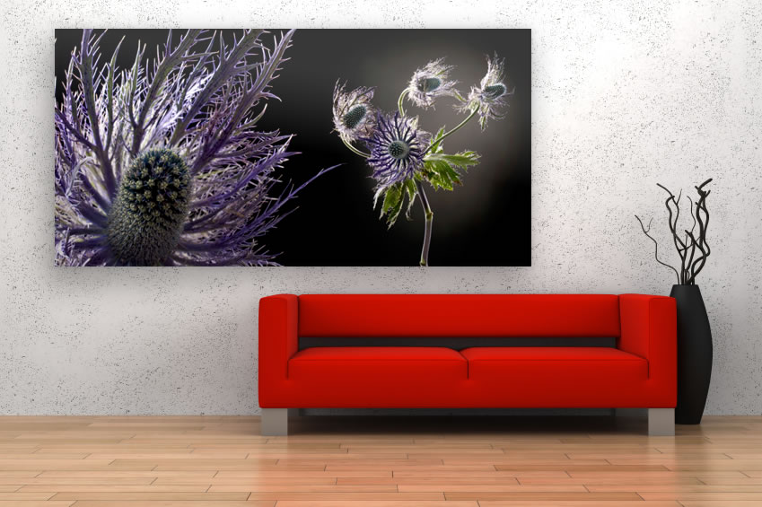 Schallschluckbild Distel Big 220x110x10cm Akustikbilder mit Fotokunst