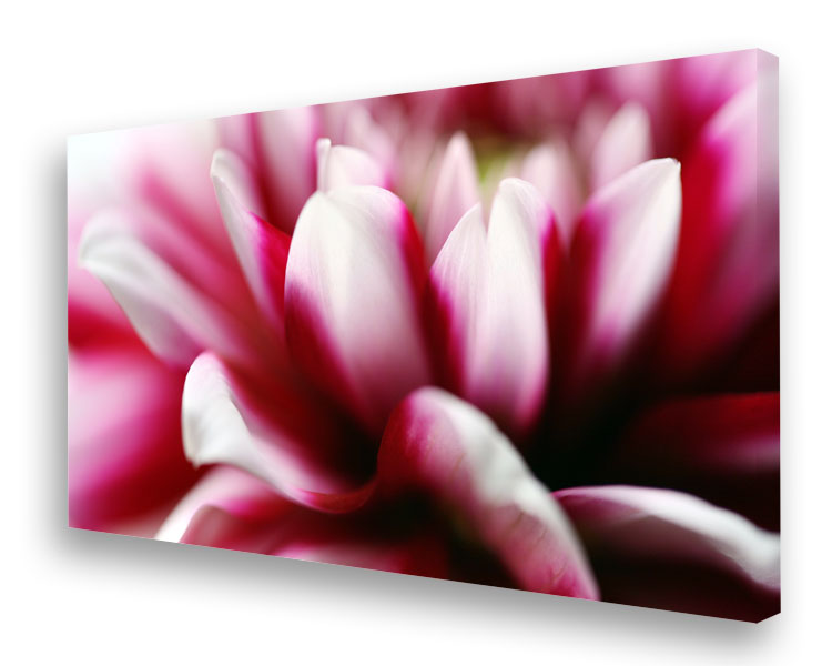 schallSchlucker Dahlie No. 01 für eine gute Raumakustik Akustikbild / Absorber "Moments en rose - Dahlie No. 01"