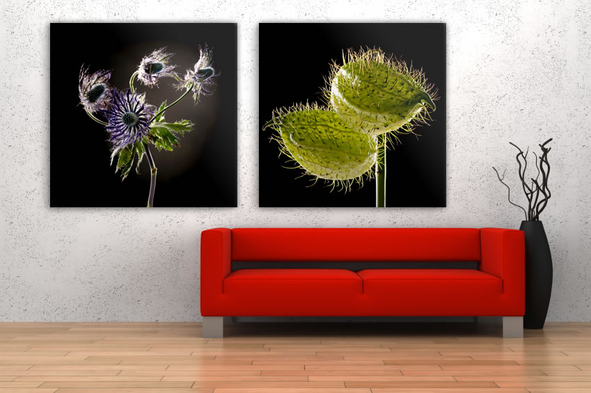 Schallschluckbild Seidenblume Trio01 (mit Distel) Akustikbilder mit Fotokunst