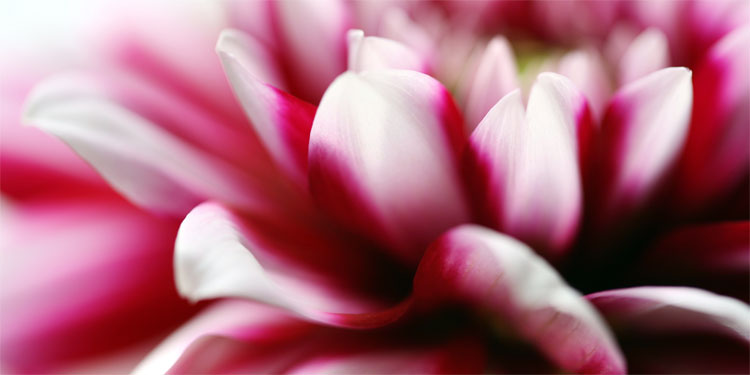 Gesamtansicht - limitiertes Akustikbild: Dahlie No. 01 (501) Akustikbild / Absorber "Moments en rose - Dahlie No. 01"