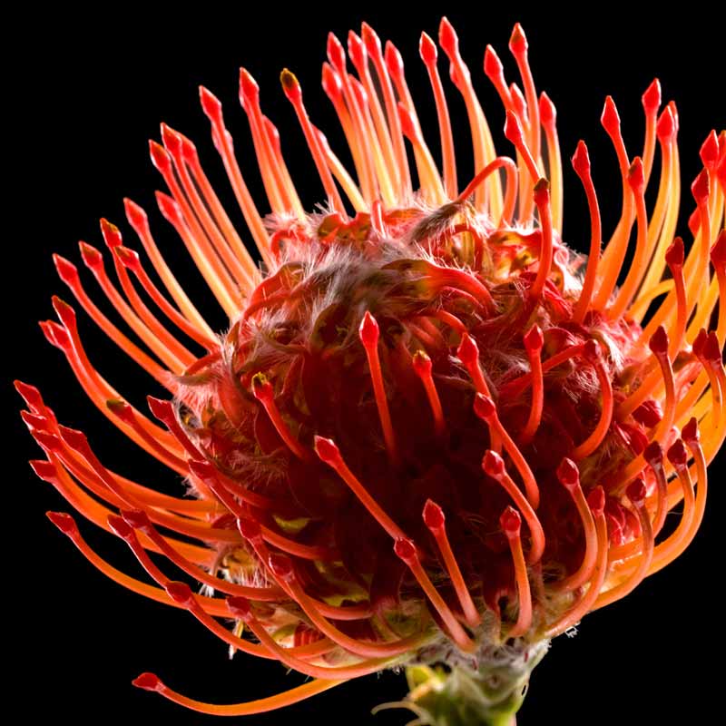 Motiv "Protea Duo02" Akustikbild / Bassabsorber "Protea Duo02"
