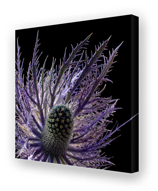 Schallschluckbild Distel Duo01 110 x 110 cm Akustikbild Distel Duo01 110 x 110 cm