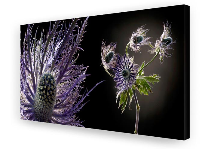 Schallschluckbild Distel Big 220 x 110 x 10 cm Schallschluckbild Distel Big 220 x 110 x 10 cm