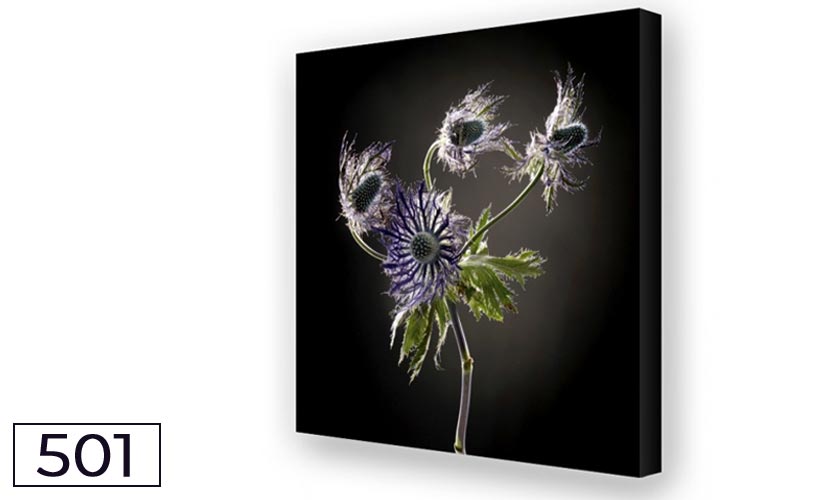 Akustikbild und Bassabsorber - Distel Duo 02 Akustikbild und Bassabsorber - Distel Duo 02