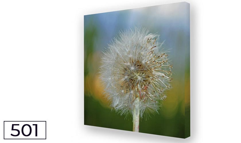 Akustikbild Pusteblume Schallabsorber mit Kunstdruck Akustikbild Pusteblume Schallabsorber mit Kunstdruck