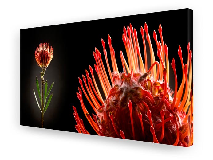 Schallschluckbild Protea Big 220 x 110 x 10 cm Akustikbild / Absorber "Protea Big"