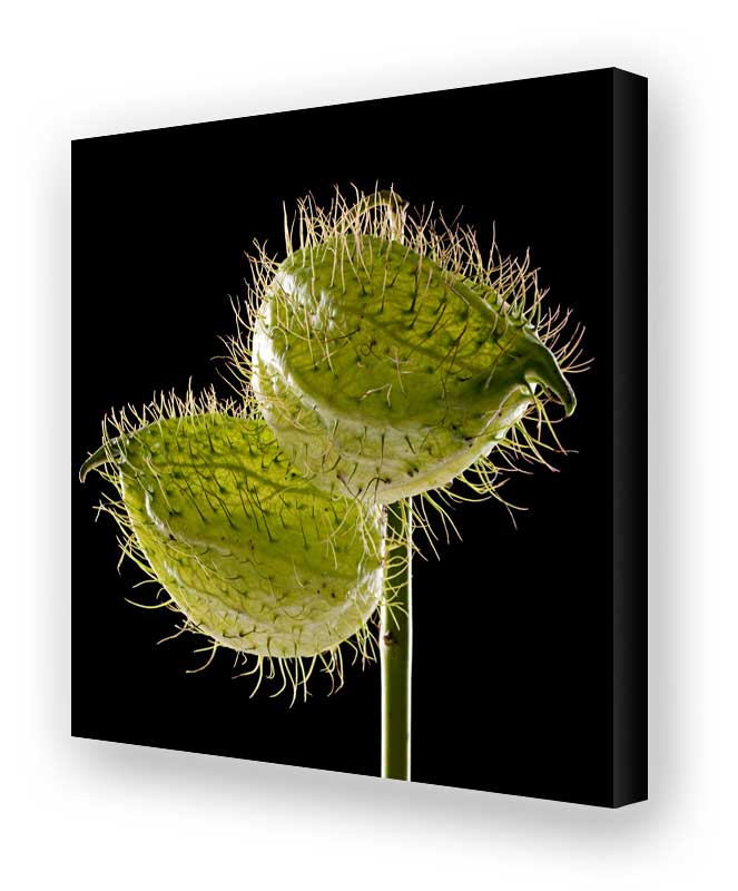 Schallschluckbild Seidenblume Trio01 110 x 110 x 10 cm Akustikbild / Bassabsorber "Seidenblume Trio01"