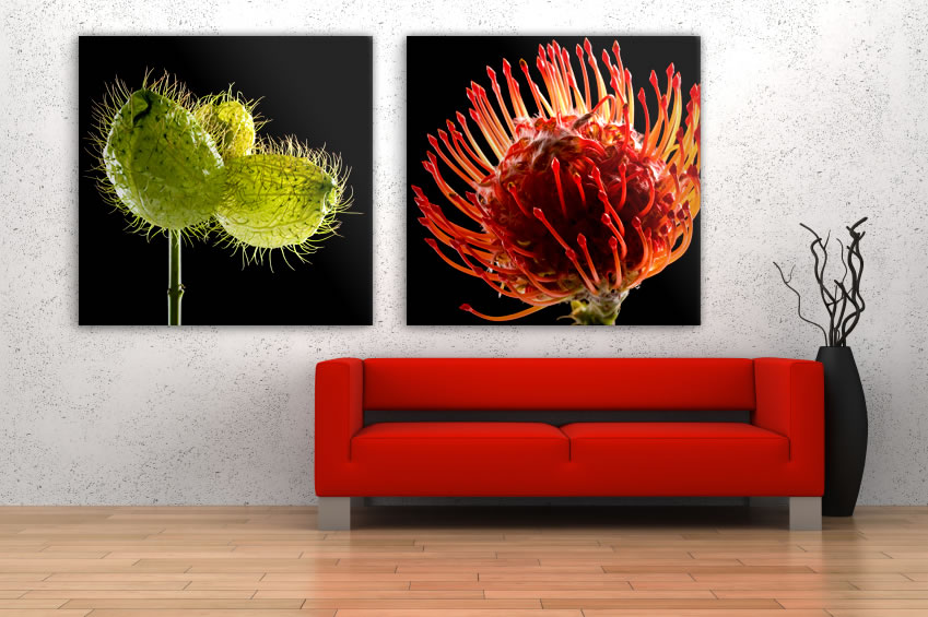 Schallschluckbild Protea Duo02 (mit Seidenblume) Schallschluckbild Protea Duo02 (mit Seidenblume)