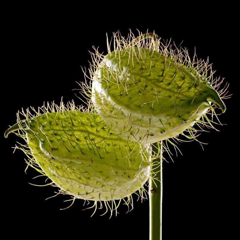 Motiv "Seidenblume Trio01" in der Großansicht Akustikbild / Bassabsorber "Seidenblume Trio01"