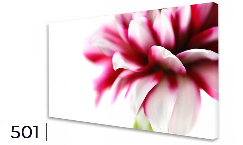 Moments en rose - Dahlie No. 03 - Akustikbild und Schallabsorber für die Wand Moments en rose - Dahlie No. 03 - Akustikbild und Schallabsorber für die Wand