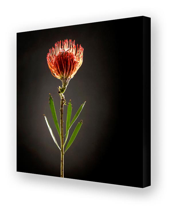 Schallschluckbild Protea Duo01 110 x 110 x 10 cm Akustikbild / Bassabsorber "Protea Duo01"