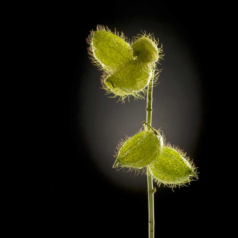 Motiv "Seidenblume Trio03 " in der Großansicht Akustikbild / Bassabsorber "Seidenblume Trio03"