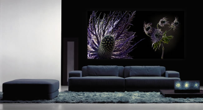 Schallschluckbild Distel Big 220 x 110 x 10 cm