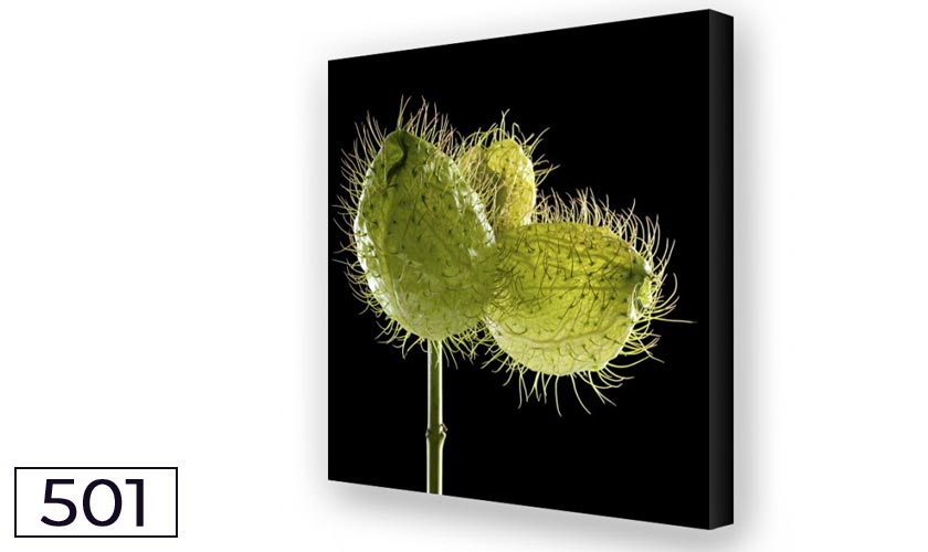 Schallreduktion durch Akustikbilder und Breitbandabsorber Seidenblume Trio 02 Akustikbild Seidenblume Trio02-Breitbandabsorber für eine gute Raumakustik