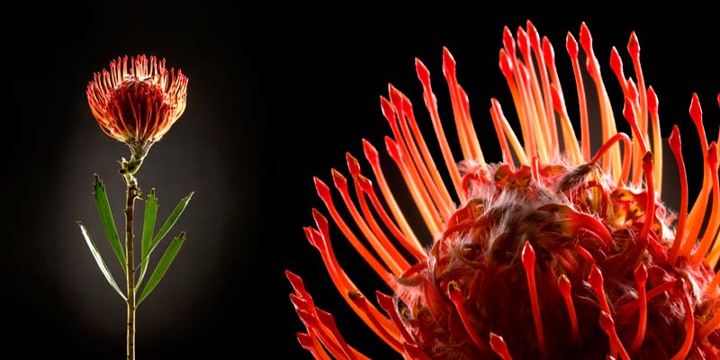 Motiv "Protea Bi" in der Großansicht Akustikbild / Absorber "Protea Big"