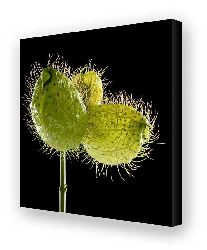 Schallschluckbild Seidenblume Trio02 110 x 110 x10 cm Akustikbild / Bassabsorber "Seidenblume Trio02"