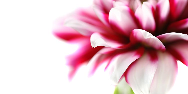 Gesamtansicht - limitiertes Akustikbild: Dahlie No. 03 (501) Akustikbild / Absorber "Moments en rose - Dahlie No. 03"