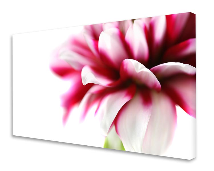 schallSchlucker Dahlie No. 03 für eine gute Raumakustik Akustikbild / Absorber "Moments en rose - Dahlie No. 03"