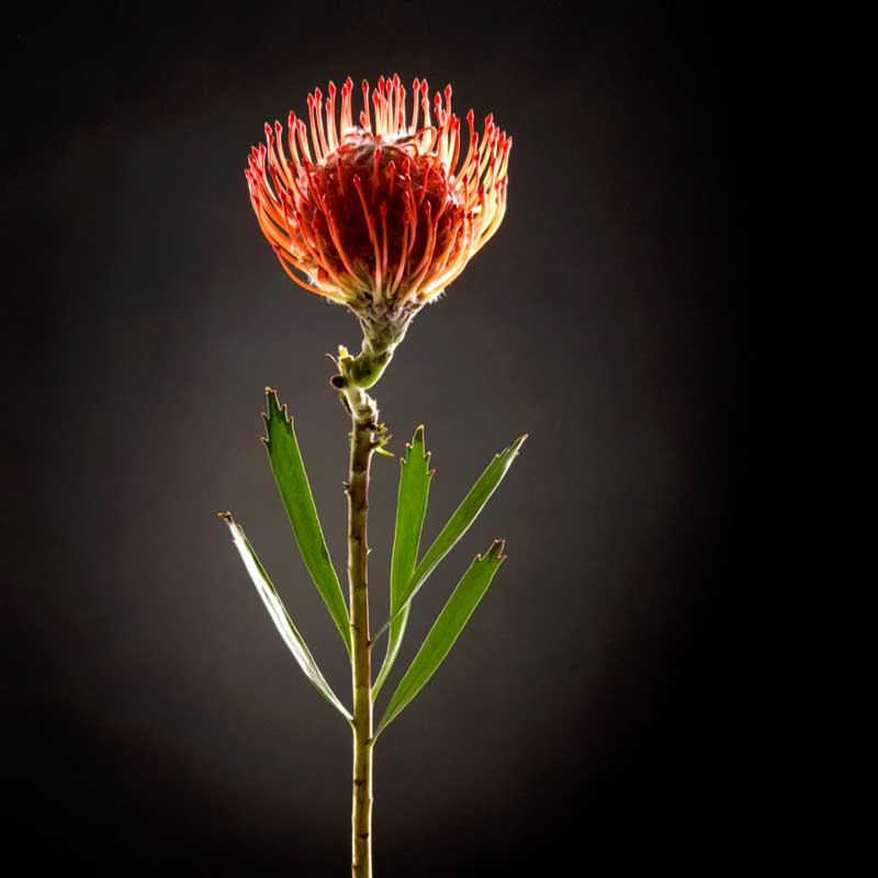 Motiv "Protea Duo01" in der Großansicht Akustikbild / Bassabsorber "Protea Duo01"