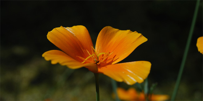 schallSchluckbild Goldmohn 220 x 110 x 10 cm Akustikbild / Breitbandabsorber "Goldmohn"
