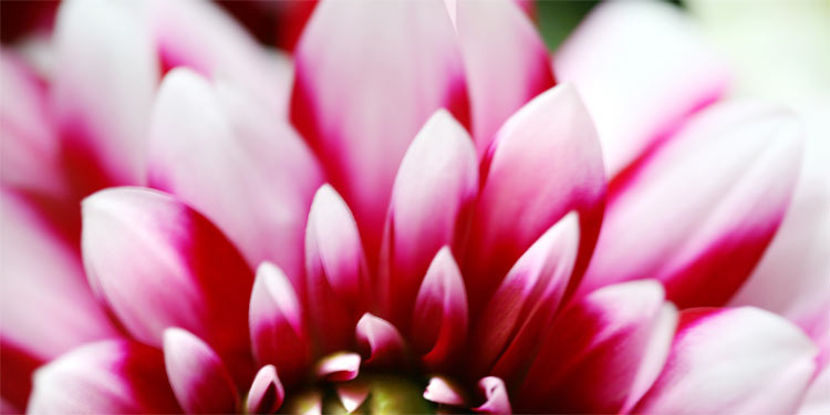 Akustikbild Dahlie No. 05 (limitierte Auflage) Akustikbild / Absorber "Moments en rose - Dahlie No. 05"