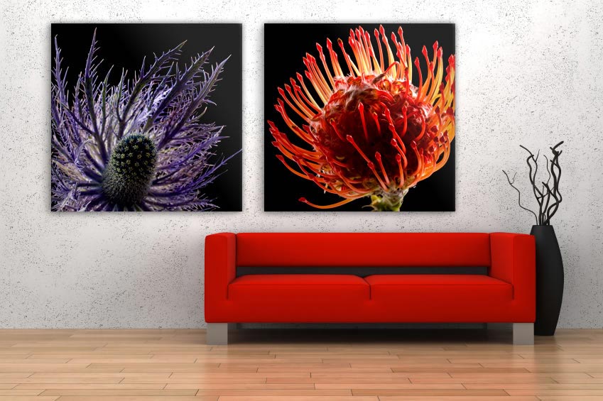 Schallschluckbild Protea Duo02 (mit Distel) Akustikbilder Protea Duo02 (mit Distel)