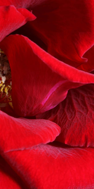 Schallschluckbild Red Roses No. 01 Akustikbild / Schallbsorber "Red Roses No. 02"