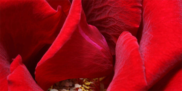 Schallschluckbild Red Roses No. 02 Akustikbild / Schallbsorber "Red Roses No. 01"