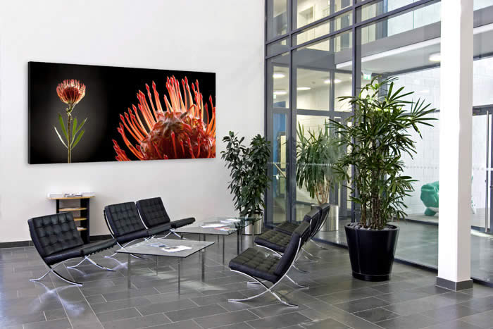 Schallschluckbild Protea Big 220 x 110 x 10 cm Akustikbild / Absorber "Protea Big"