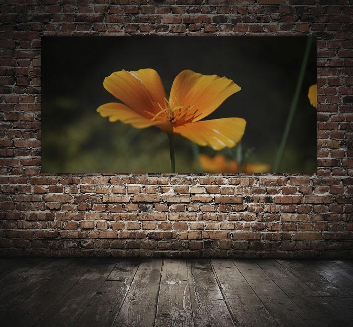 Große Räume - schallSchluckbild Goldmohn 220 x 110 x 10 cm Akustikbild - schallSchluckbild Goldmohn 220 x 110 x 10 cm