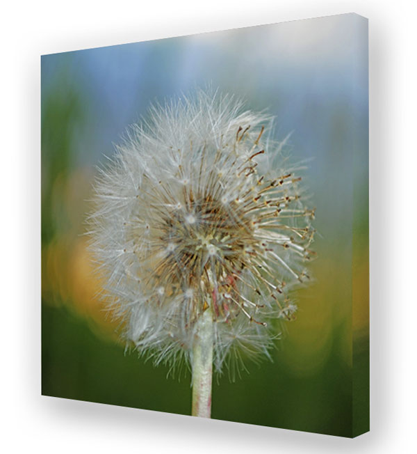 Akustikbild / Schallschluckbild "Pusteblume No. 01" Raumhall mindern, Raumakustik verbessern: Akustikbild