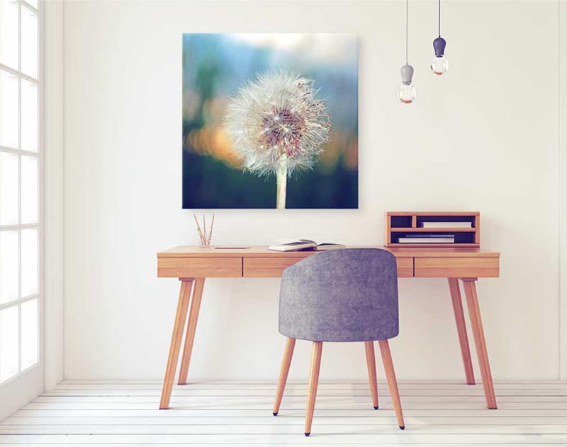 Akustikbilder und Wandabsorber im Büro - Fotomotiv Pusteblume Akustikbilder und Schallabsorber im Büro - Fotomotiv Pusteblume