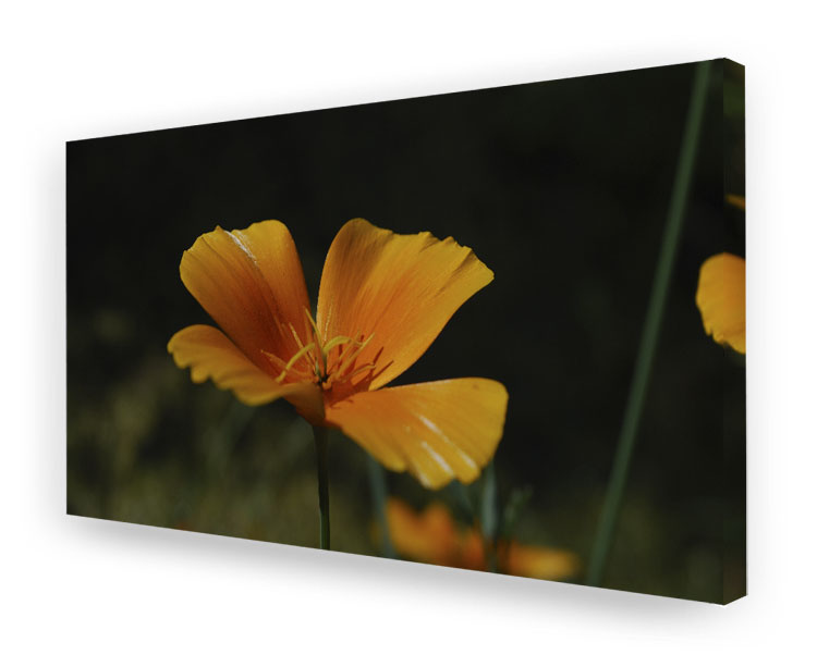 schallSchluckbild Goldmohn 220 x 110 x 10 cm Akustikbild / Breitbandabsorber "Goldmohn"