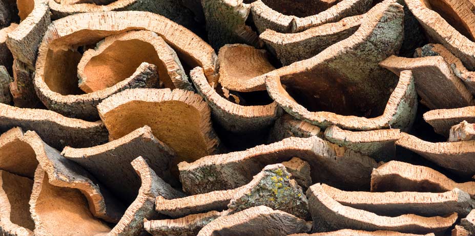 Naturkork in der Rindenstruktur der Korkeiche Naturkork in der Rindenstruktur der Korkeiche
